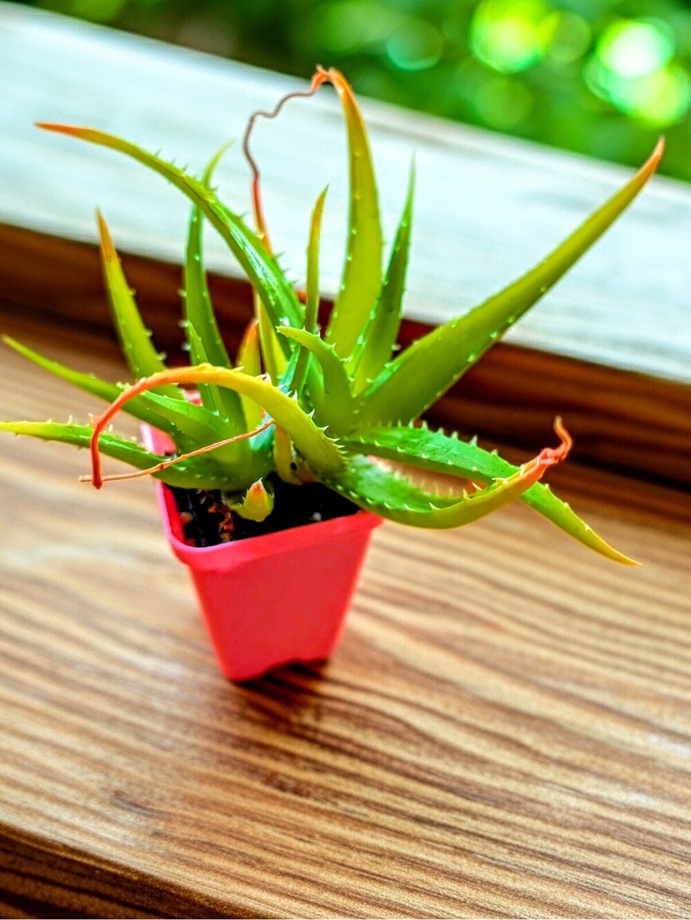 Beautiful Rosette Tipped 6" Tall Tigers Tooth Aloe Houseplant Aloe Juvenna